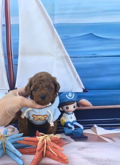 Пудел тийкъп Пудел той poodle teacup момче