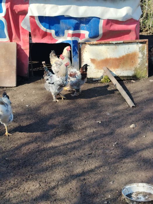 Schimb cocoși pe puici,gaini