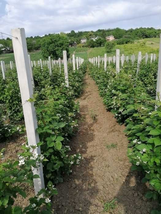 STALPI SI GARDURI DIN beton armat pentru imprejmuiri