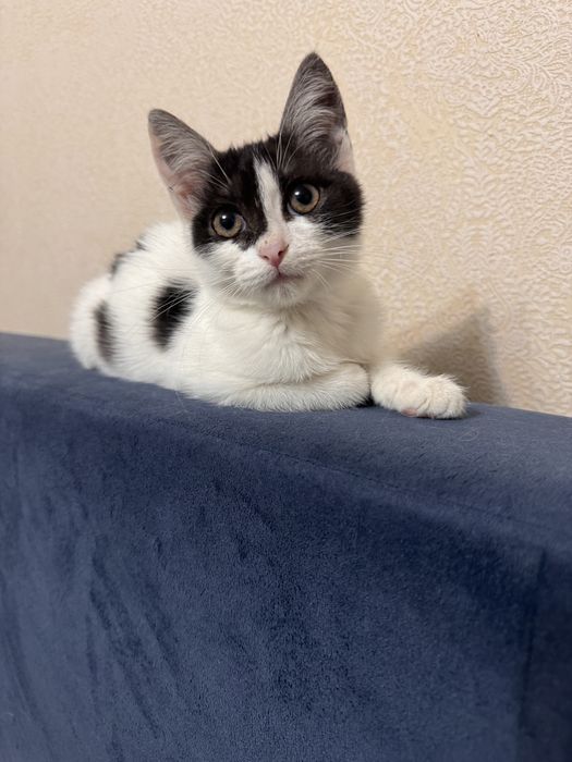 Котята в добрые руки (3-4 мес, девочки)