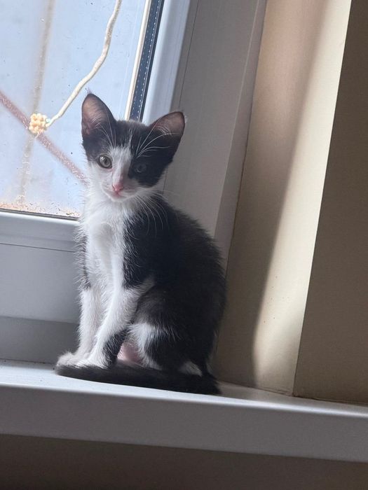 Котёнок девочка Варя красавчик!2 месяца!