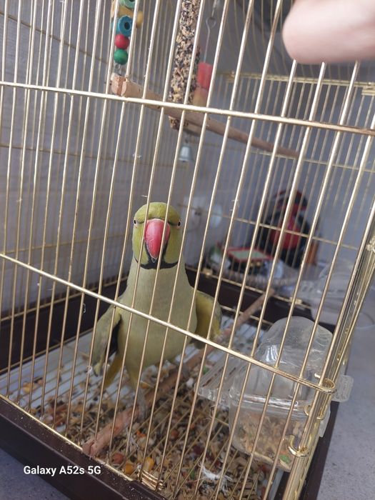 Vând papagal micul alexandru mascul