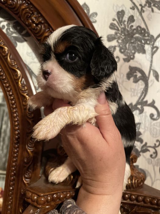 Детки кавалер кинг чарльз спаниель