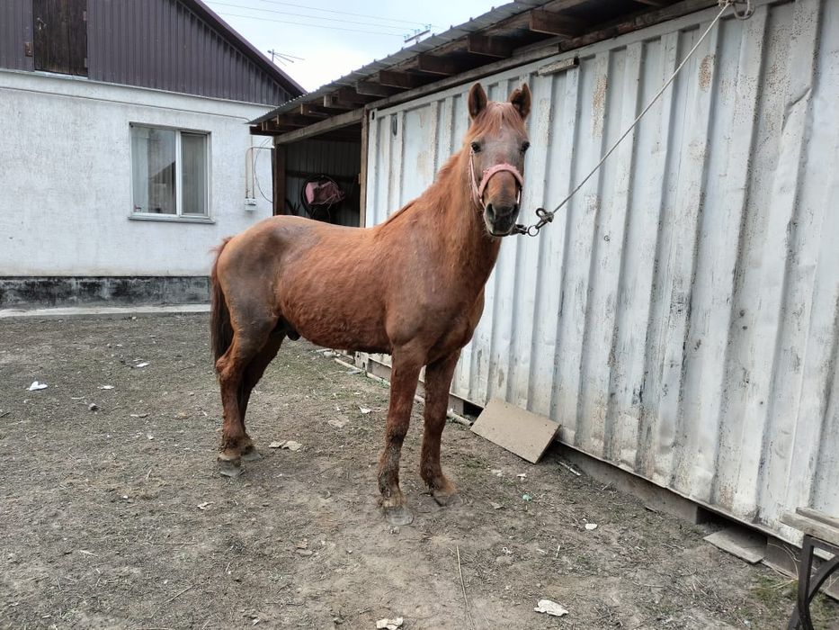7 жасар айгыр сатылады