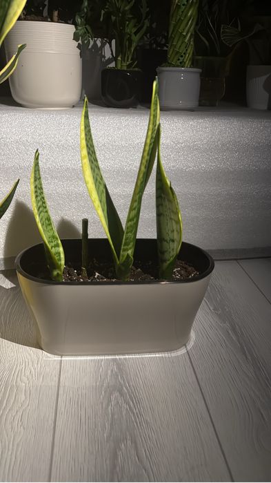 Сансевиерия- тещин язык