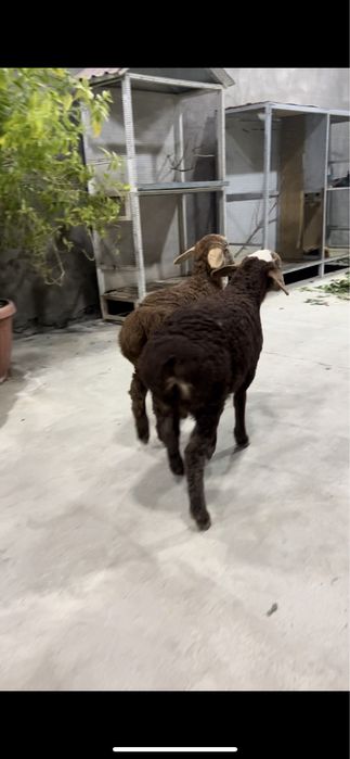 Qozichoqla sotiladi egzaklar