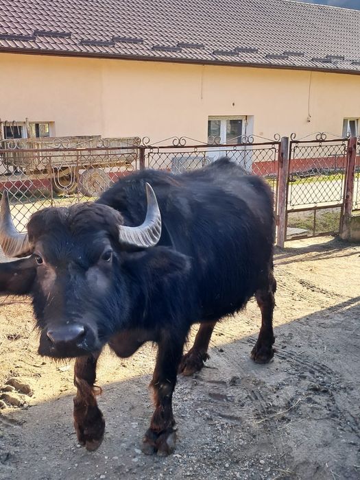 Se vinde Bivolita gestanta.