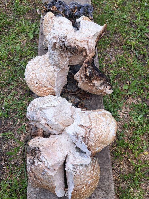 Iasca albine/ chaga