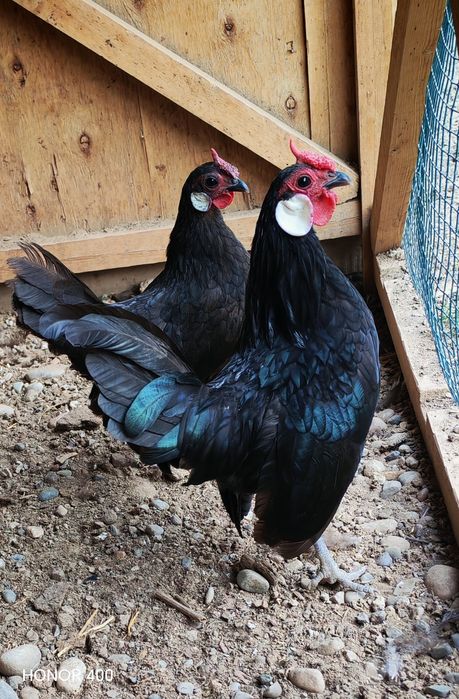 Bantam tovuq, xo'roz