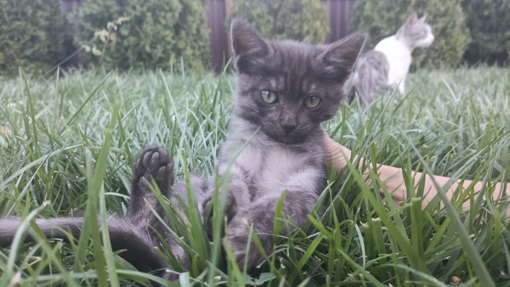 Отдам котят в хорошие руки