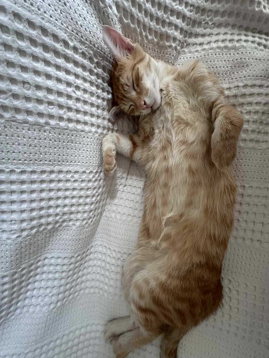 Коте Лъчко отново търси дом