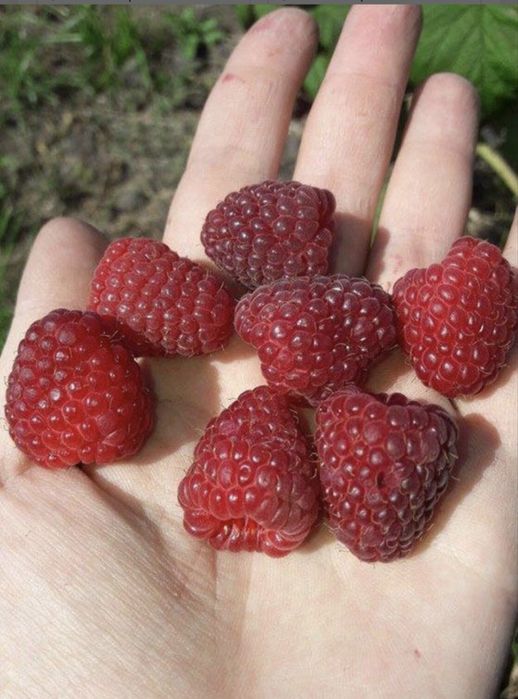 Саженцы красной и черной смородины