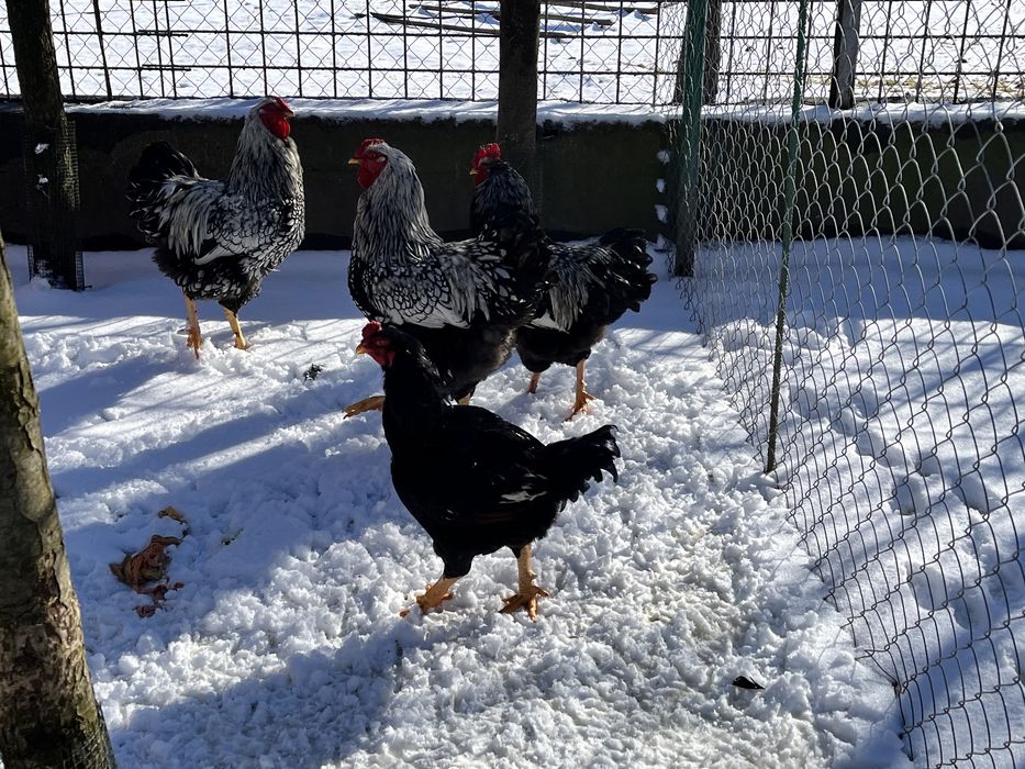 Cocosi de rasă Sussex Wyandotte Barnevelder Combatant Indian