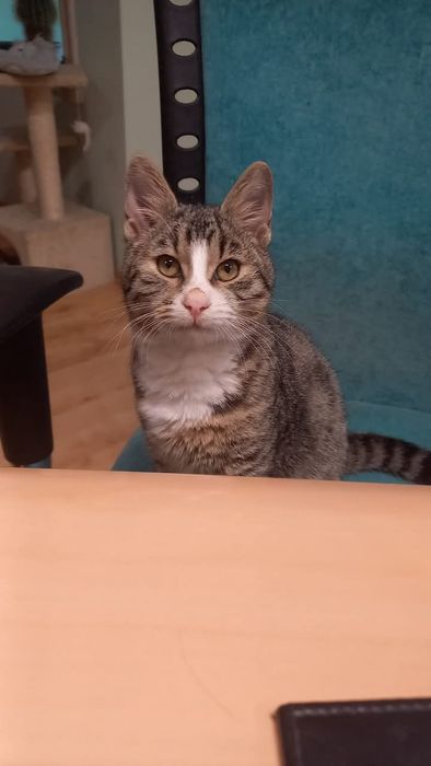 Озирис търси дом