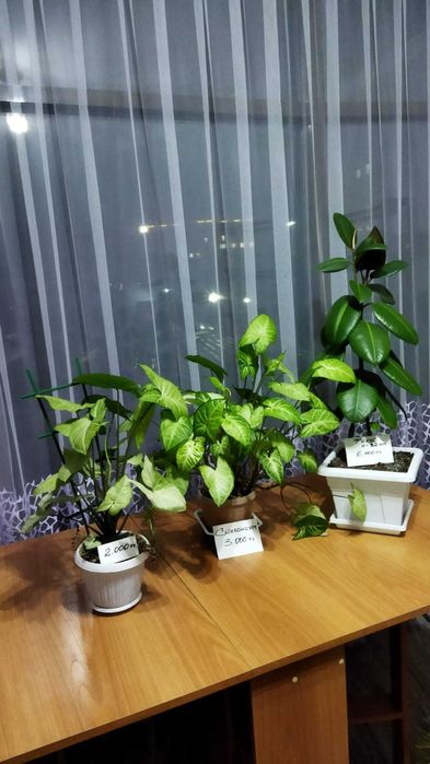 Продам комнатные цветы