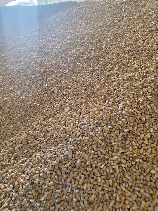 Арпа бидай жугери