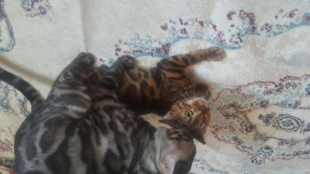 Ищем пару для бенгала