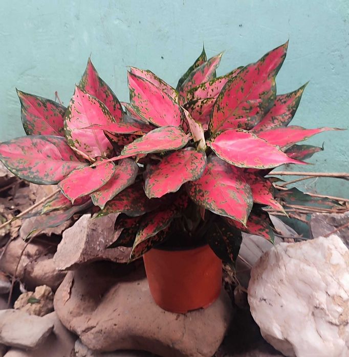 Аглаонема двух видов в наличии