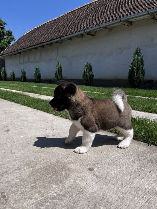Akita American Femela
