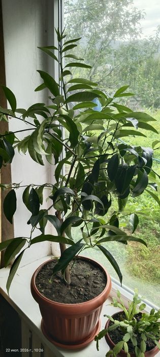 Кумкват продам вкусное