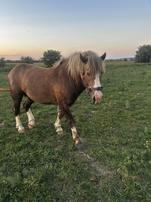 De vanzare mânz, varsta 2 ani.