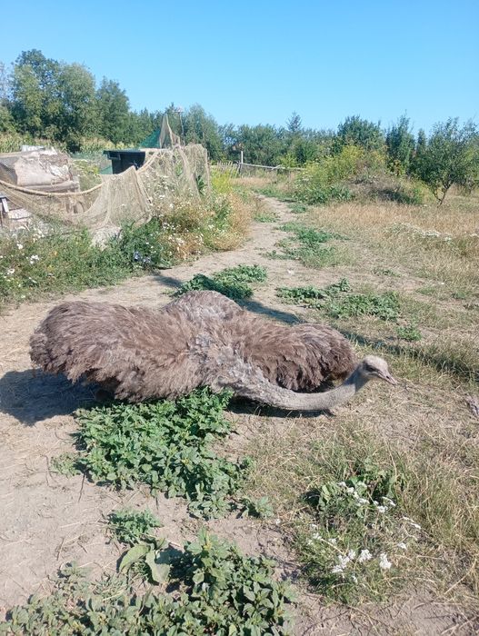Vând urgent struți de 3 ani