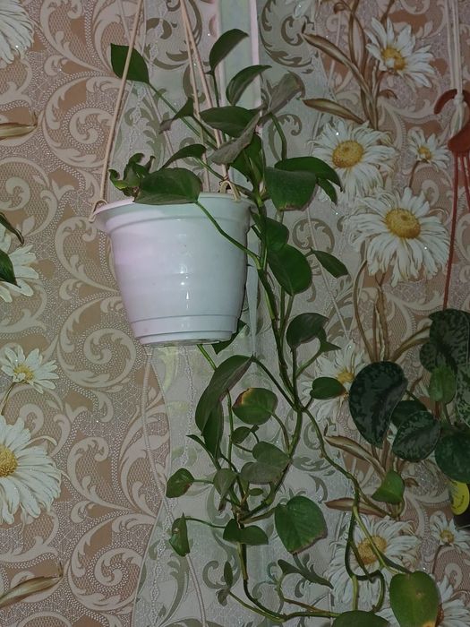 комнатные растения