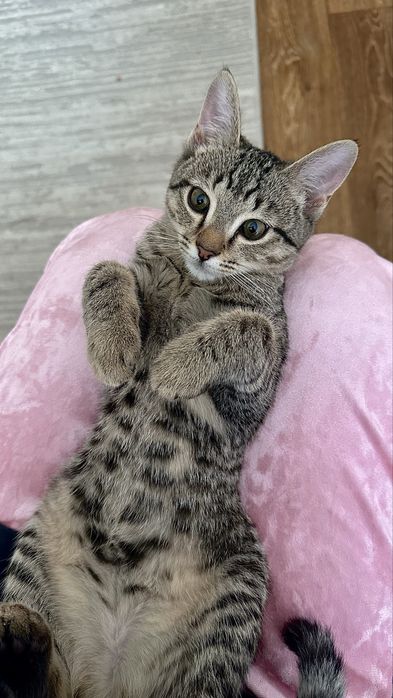 Котенок бесплатно