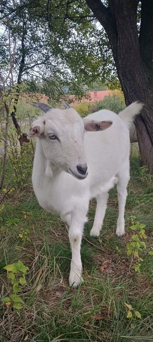 Iadă sannen de 10 luni