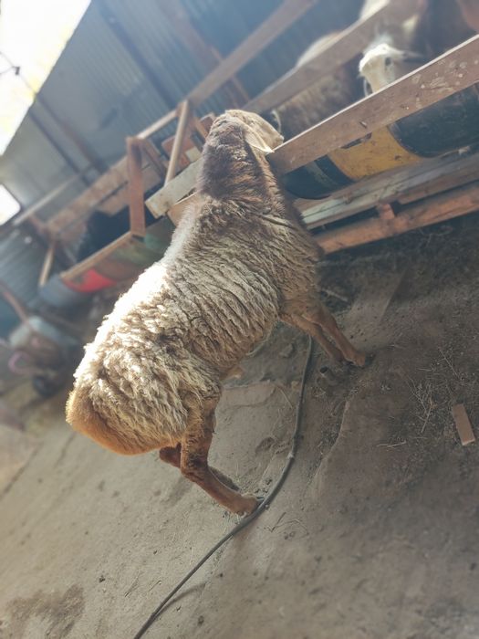 Продам кошкара Арашан