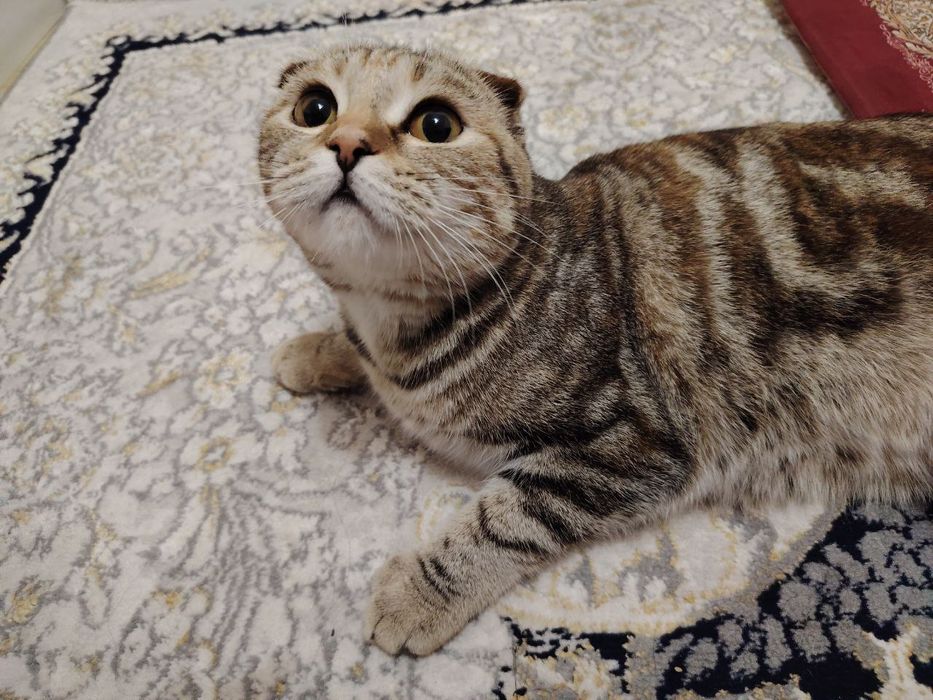 Продаём кошку девочку