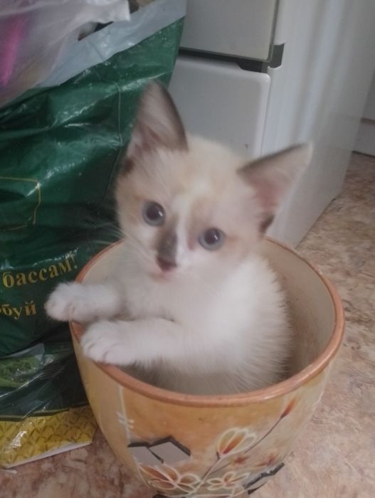 Отдам котят в добрые руки