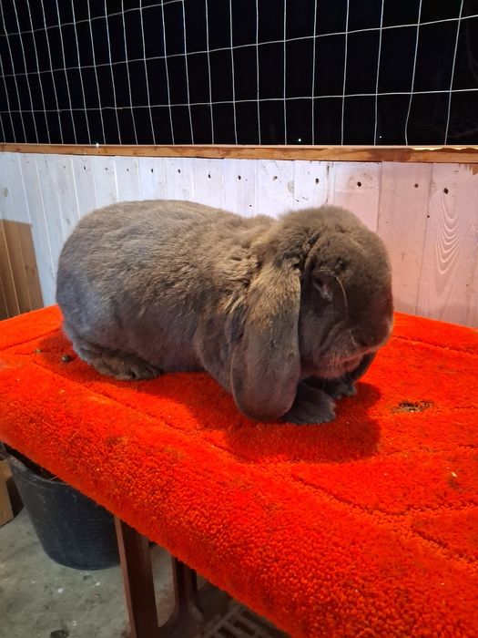 Vând Mascul berbec german Albastru