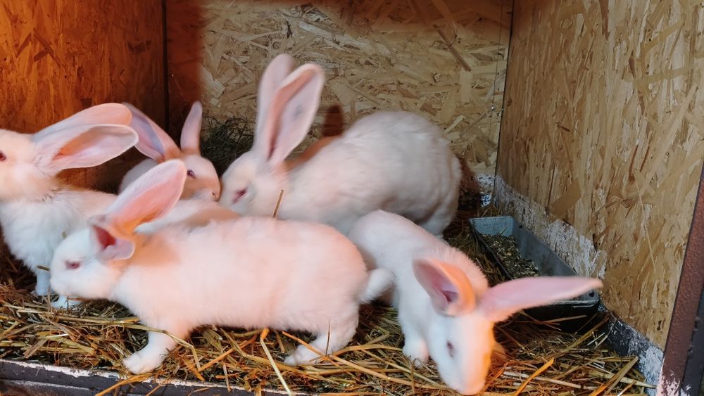 Uriaș German de vânzare