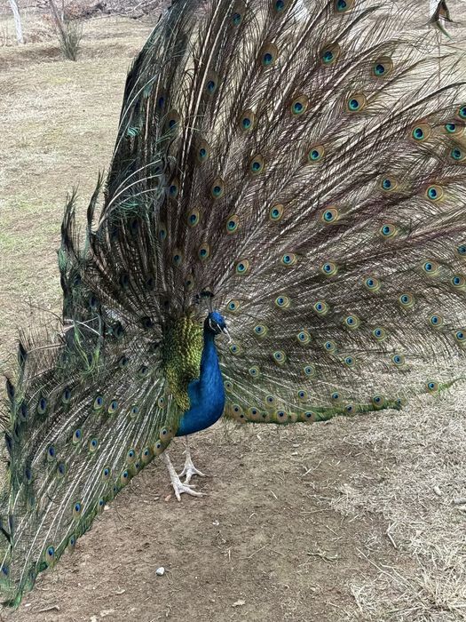 Павлин Туркестан Таус