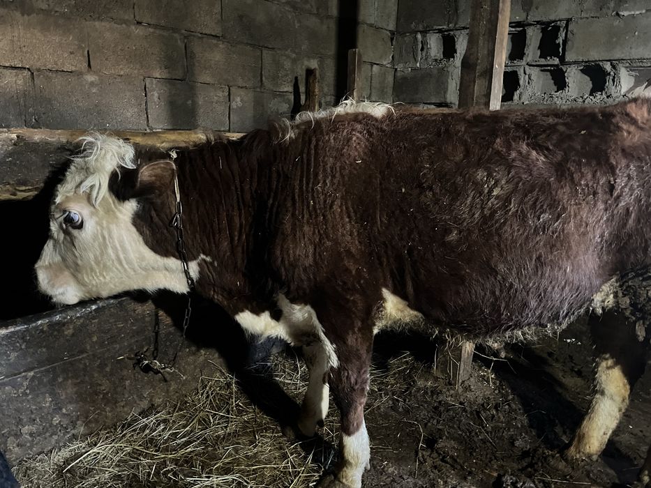 Ақ бас бұқа сатылады