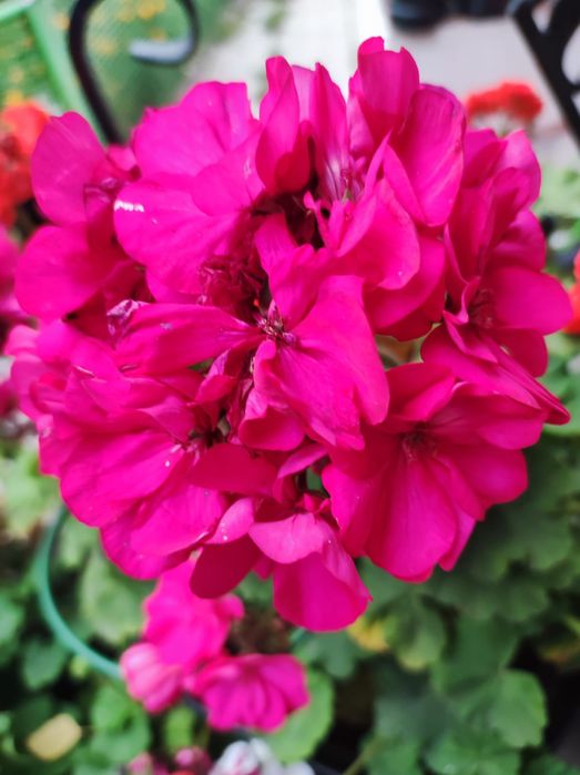 Продам герань  цветы