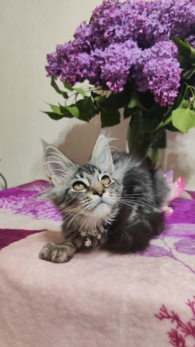 Котята  Мейн-кун