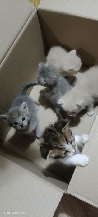 Отдам даром котят