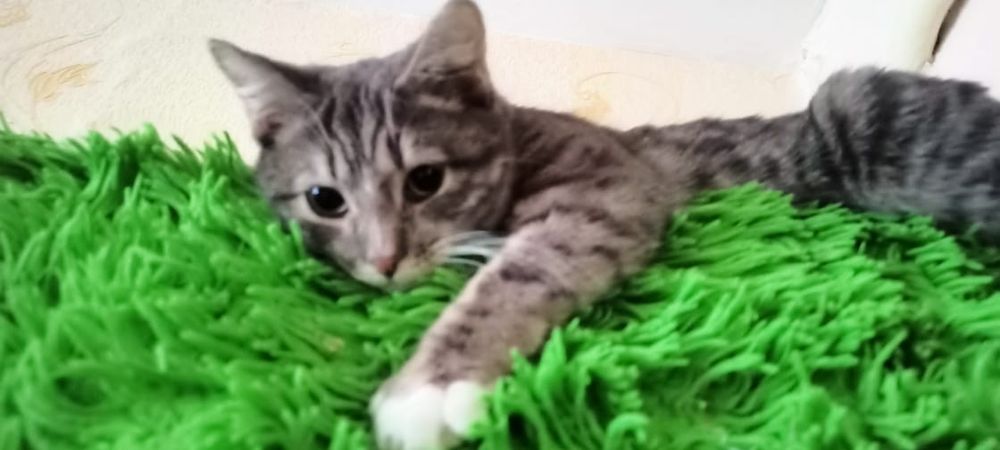 Боня - зеленоглазая красотка