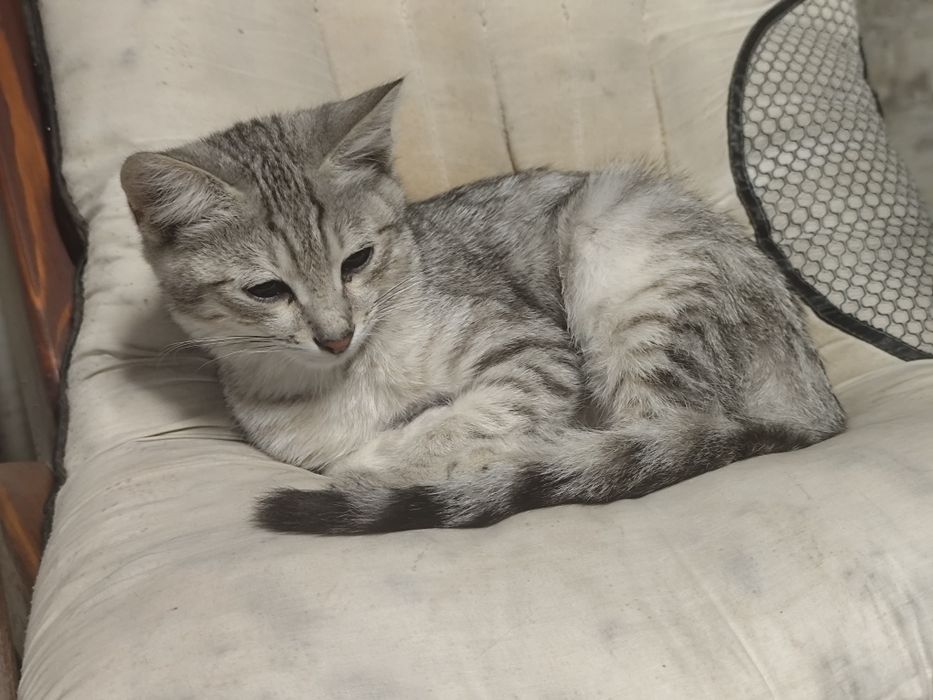 Бездомный котенок