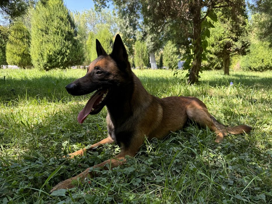 Вязка малинуа - кобель для вязки