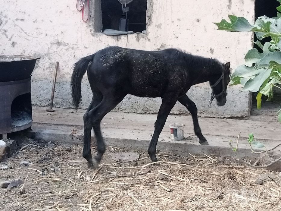 Ona bola ot sotiladi