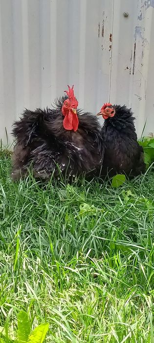 Pereche cochinchina pitic