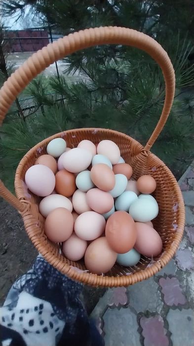 Яйцо домашнее куриное