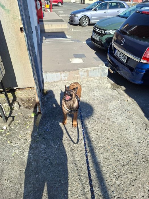 Vând ciobanesc belgian malinios