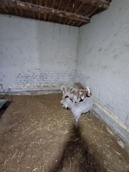 Бокиладиган куйлар