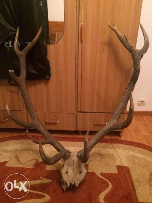 Trofeu coarne de cerb