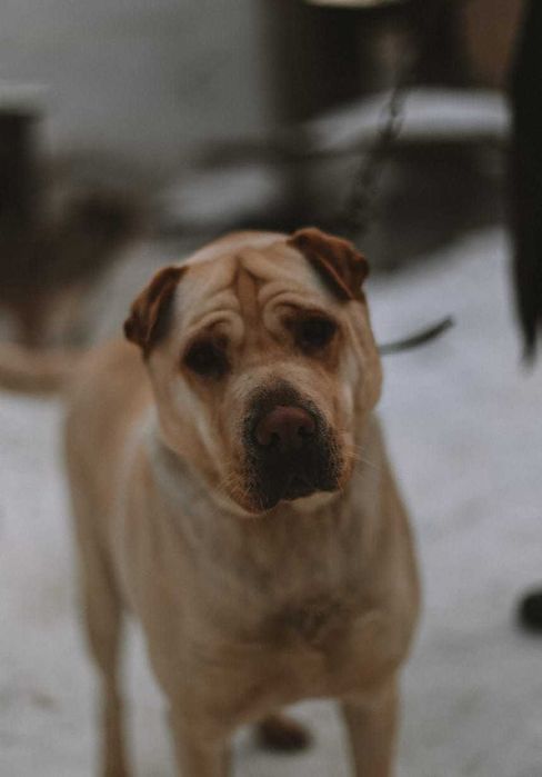 Собака в добрые руки