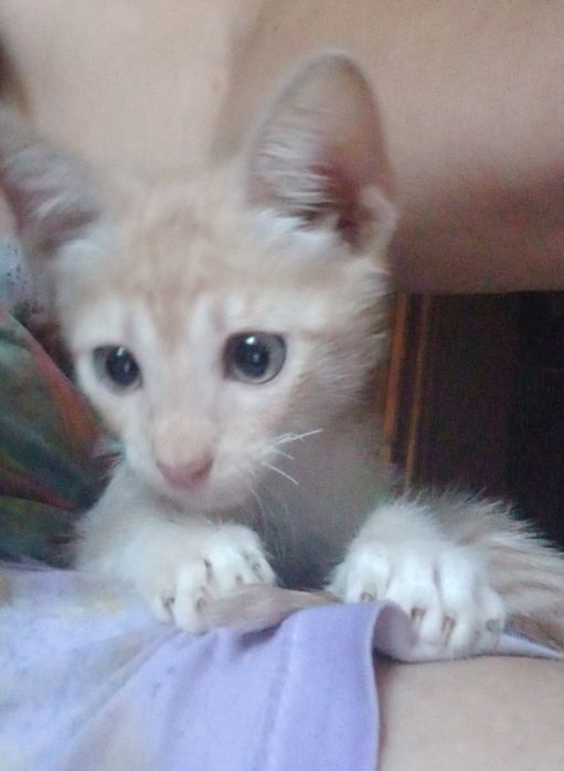 Motanel mic pentru adopție!